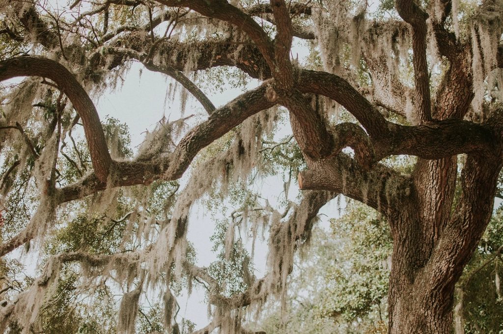 Spanish moss hanging from live oaks in the Savannah light