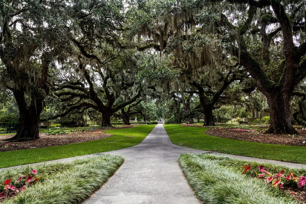 Avenue of live oaks draped in Spanish moss leading through a park